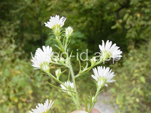 aster, white prairie